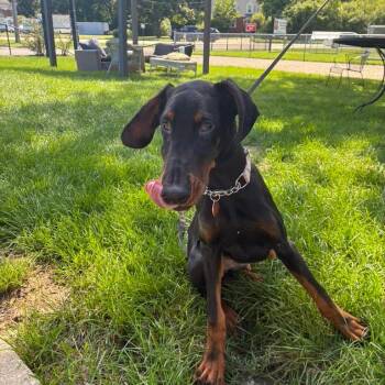 Bibbity -  Doberman Pinscher Dog for Adoption in Northbrook, Illinois - Bibbity | PetCurious
