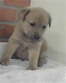 Labrador Retriever and Mixed Breed Dogs Available for Adoption in Houston, Texas - A2070137 | PetCurious