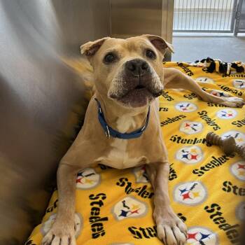 Albert -  Mixed Breed Dog for Adoption in Pittsburgh, Pennsylvania - Albert | PetCurious