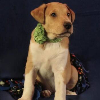Blossom -  Mixed Breed Dog for Adoption in Cincinnati, Ohio - Blossom | PetCurious