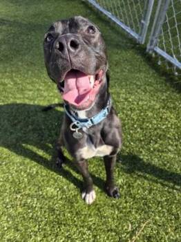 Simmer -  Mixed Breed Dog for Adoption in Savannah, Georgia - Simmer | PetCurious
