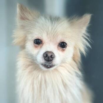Gizmo -  Pomeranian Dog for Adoption in Chapel Hill, North Carolina - Gizmo | PetCurious