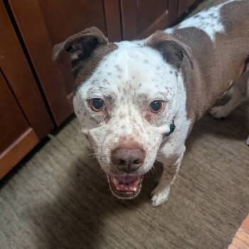 Freckles -  American Staffordshire Terrier and Mixed Breed Dog for Adoption in New York, New York - Freckles | PetCurious