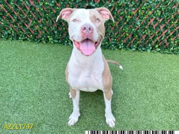 Rescue Mixed Breed Dogs for Adoption in West Palm Beach, Florida - SADIE (DREAM) | PetCurious