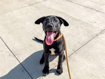 Rescue Labrador Retriever and Mixed Breed Dogs for Adoption in Tustin, California - SHADOW | PetCurious