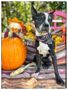 Draco -  Boston Terrier Dog for Adoption in Sebring, Florida - Draco | PetCurious