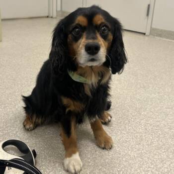 Cavalier King Charles Spaniel and Poodle Dogs Available for Adoption - Prince | PetCurious
