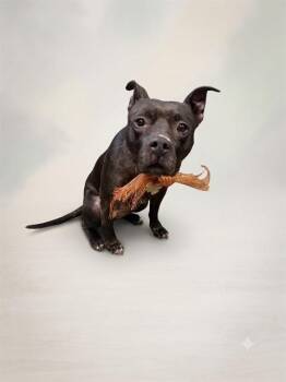JULIANA -  Mixed Breed Dog for Adoption in Jacksonville, Florida - JULIANA | PetCurious