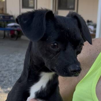 Tiny Tim -  Chihuahua Dog for Adoption in Woodland, California - Tiny Tim | PetCurious