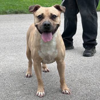 Rescue Mixed Breed Dogs for Adoption in Huntington, West Virginia - Michael Stray Hold 5/26 | PetCurious