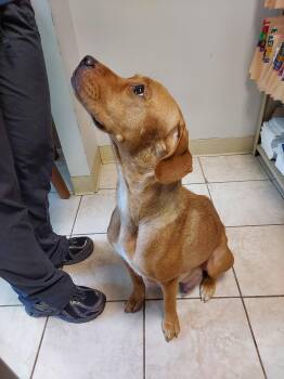 Katie -  Labrador Retriever Dog for Adoption in Herndon, Virginia - Katie | PetCurious