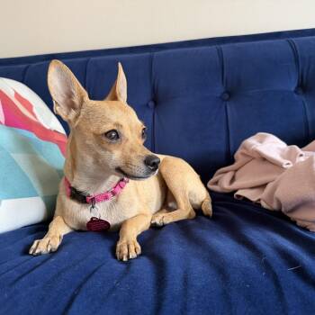 Bambi -  Chihuahua Dog for Adoption - Bambi | PetCurious