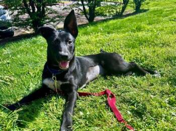 Mixed Breed Dogs Available for Adoption in Vancouver, Washington - Tyra | PetCurious
