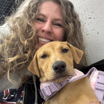 Vizsla Dogs Available for Adoption - Flower  | PetCurious