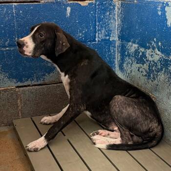 Buttons -  Mixed Breed Dog for Adoption in Edinburg, Texas - Buttons | PetCurious