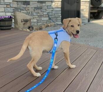 Leo -  Labrador Retriever Dog for Adoption - Leo | PetCurious