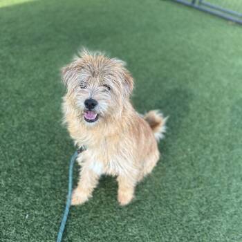 Phinn -  Terrier Dog Available for Adoption in Dallas, Texas - Phinn | PetCurious
