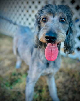 Rescue Standard Poodle and Labrador Retriever Dogs for Adoption in Pacolet, South Carolina - Izzy Nov 25 | PetCurious