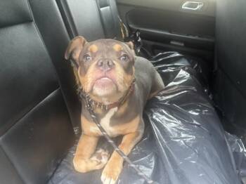 Mixed Breed Dogs Available for Adoption in New York, New York - Chipsy Hoy | PetCurious