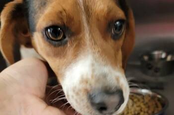 Beagle Dogs Available for Adoption - Cash RDS | PetCurious