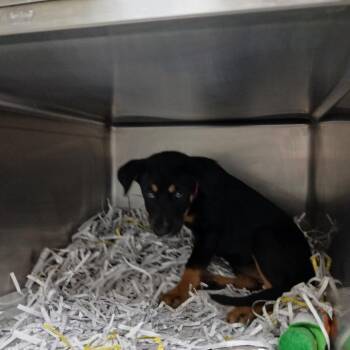 Egypt -  Catahoula Leopard Dog and Australian Shepherd Dog for Adoption in Lakeland, Florida - Egypt | PetCurious