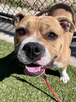 Finn -  Mixed Breed Dog for Adoption in Wichita, Kansas - Finn | PetCurious