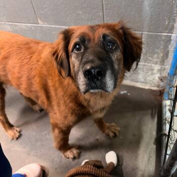 Adam -  German Shepherd Dog and Mixed Breed Dog for Adoption in Franklin, North Carolina - Adam | PetCurious