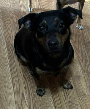 Rescue Labrador Retriever and Cattle Dog Dogs for Adoption - BettyLou Boots | PetCurious