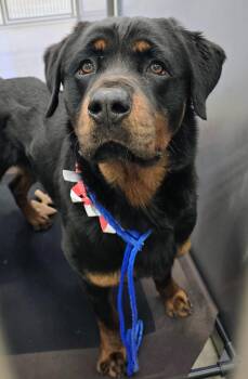 Rottweiler Dogs Available for Adoption in Lindenhurst, New York - 26-212 | PetCurious