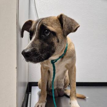 Monroe 26-03-116 -  Terrier Dog for Adoption in Bastrop, Texas - Monroe 26-03-116 | PetCurious