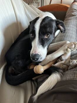 Rescue Border Collie and English Pointer Dogs for Adoption in Denver, Colorado - Socks | PetCurious