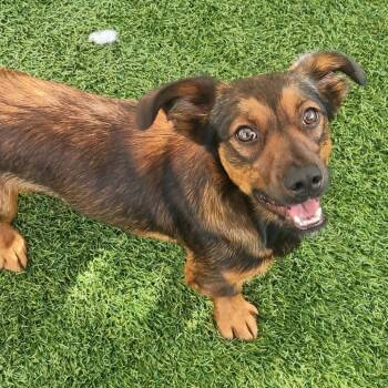 Oliver -  Dachshund and Corgi Dog for Adoption in Cleveland, Tennessee - Oliver | PetCurious