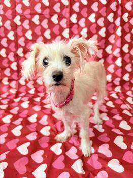 Maltese Dogs Available for Adoption - FLUFF | PetCurious