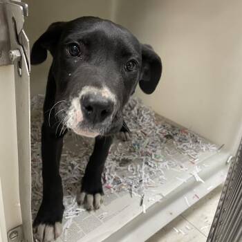 Pit Bull Terrier and Mixed Breed Dogs Available for Adoption in East St. Louis, Illinois - Dax | PetCurious