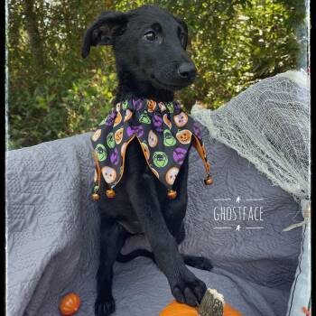 Rescue Shepherd Dogs for Adoption in Sebring, Florida - Ghostface | PetCurious