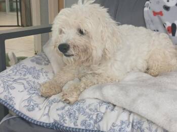 Maltese Dogs Available for Adoption in Fort Worth, Texas - Kylo | PetCurious