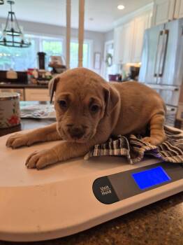 Hank Williams - Country Legend Litter -  Pit Bull Terrier Dog for Adoption in Holly Springs, North Carolina - Hank Williams - Country Legend Litter | PetCurious