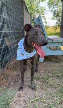 Lexington -  Weimaraner Dog Available for Adoption in New Braunfels, Texas - Lexington | PetCurious
