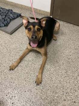 Rottweiler and Shepherd Dogs Available for Adoption - Violet | PetCurious