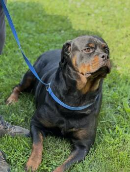 Martha -  Rottweiler Dog for Adoption in Chester Springs, Pennsylvania - Martha | PetCurious