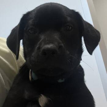 Labrador Retriever and Mixed Breed Dogs Available for Adoption in Austin, Texas - Tecovas | PetCurious
