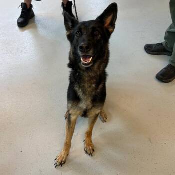 Mixed Breed Dogs Available for Adoption in Huntington, West Virginia - Jasmine Stray Hold 4/27 | PetCurious