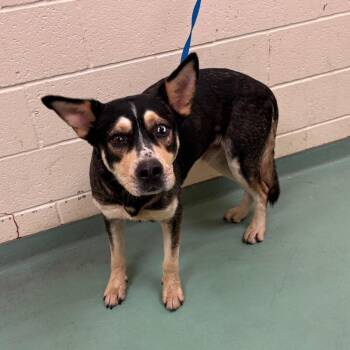 ANDER -  Mixed Breed Dog for Adoption in Memphis, Tennessee - ANDER | PetCurious
