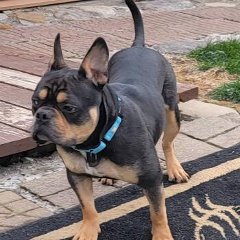 English Bulldog and French Bulldog Dogs Available for Adoption - Ringo | PetCurious