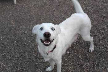 Rescue Yellow Labrador Retriever Dogs for Adoption in Pierre, South Dakota - Karlie | PetCurious