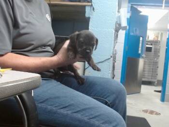 JUPITER -  Cairn Terrier and Mixed Breed Dog for Adoption in Albuquerque, New Mexico - JUPITER | PetCurious