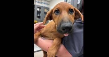 Wednesday Litter:  Wednesday (CP) -  Golden Retriever and Doberman Pinscher Dog for Adoption in Dallas, Texas - Wednesday Litter:  Wednesday (CP) | PetCurious
