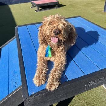 Lucy -  Poodle and Mixed Breed Dog for Adoption in Salt Lake City, Utah - Lucy | PetCurious
