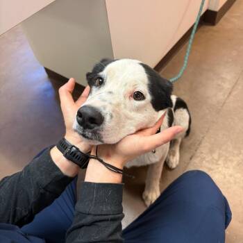 Cattle Dog and Mixed Breed Dogs Available for Adoption - Rio | PetCurious