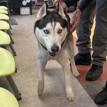 Mixed Breed Dogs Available for Adoption - Franklin | PetCurious